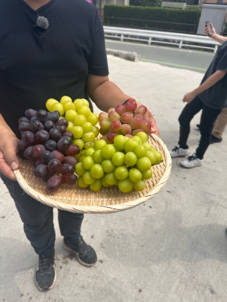 ぶどう